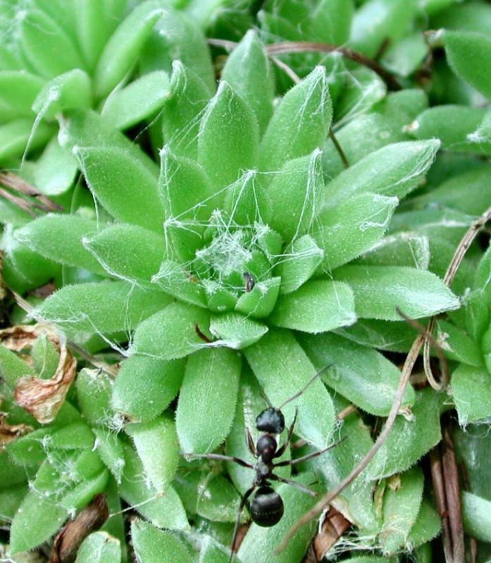 rosette